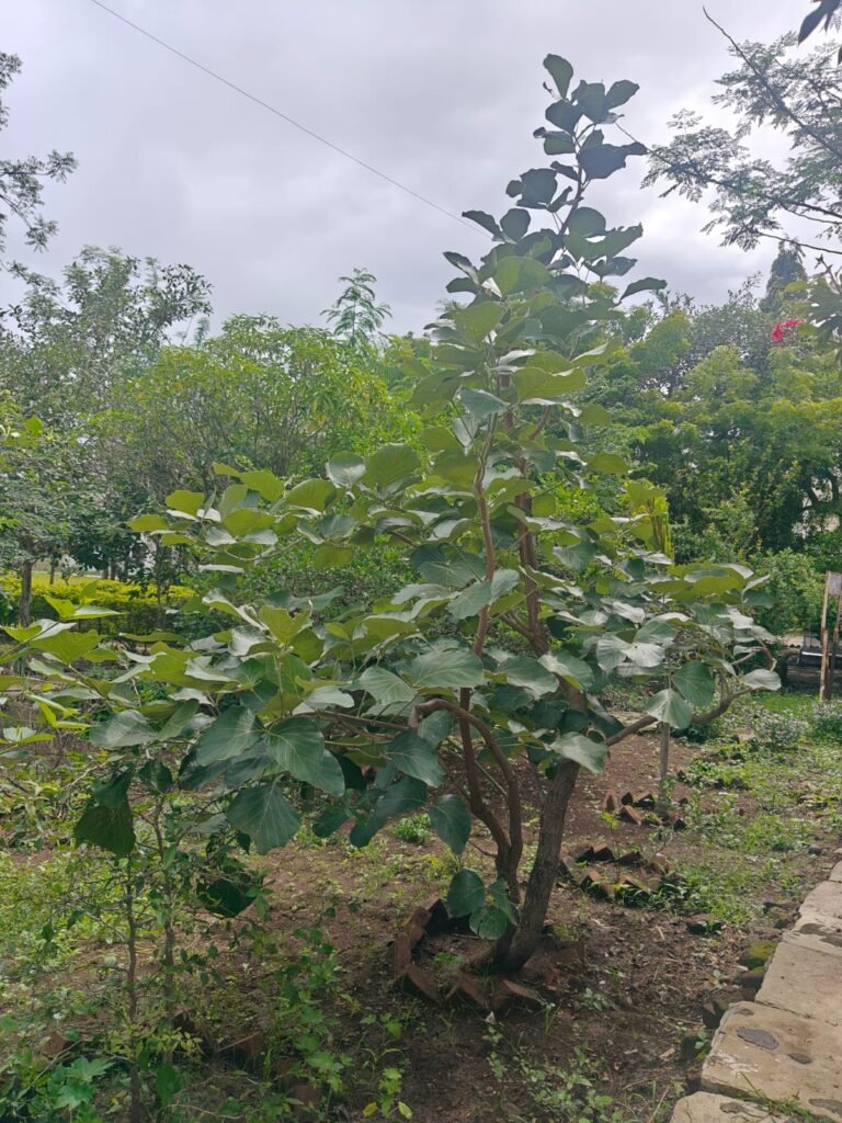 Image2